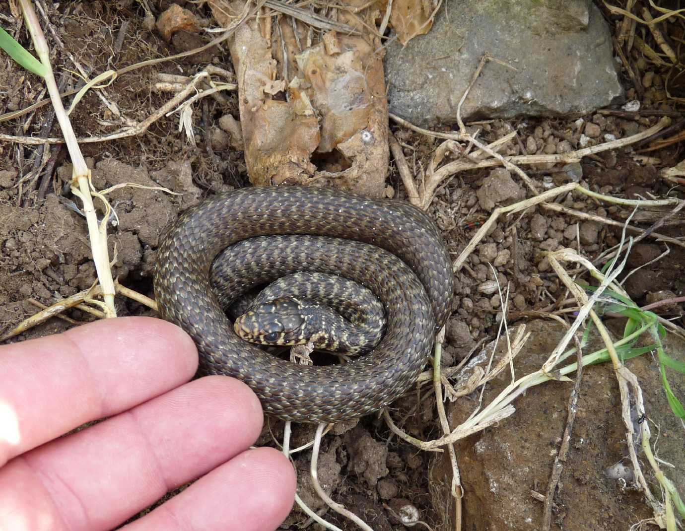 Alcune foto di biacchi in natura